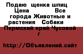 Подаю. щенка шпиц  › Цена ­ 27 000 - Все города Животные и растения » Собаки   . Пермский край,Чусовой г.